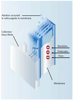 microclear schema de principe